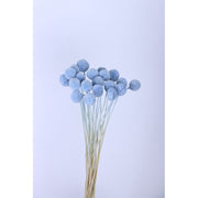 Preserved Billy Buttons | DreamGarden SG