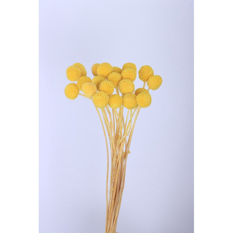 🇸🇬[SG Stock]Preserved Flowers Dried Flowers Preserved Billy Buttons Singapore Local Florist/Home Decoration/DIY/Wedding