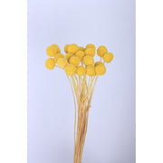Preserved Billy Buttons | DreamGarden SG