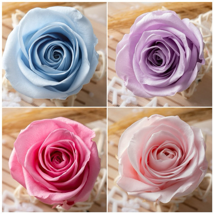 Grade A Preserved Flowers Preserved Roses 4-5cm Immortal | DreamGarden SG