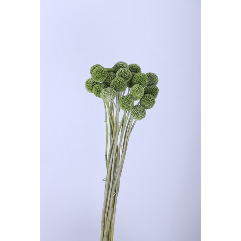 🇸🇬[SG Stock]Preserved Flowers Dried Flowers Preserved Billy Buttons Singapore Local Florist/Home Decoration/DIY/Wedding