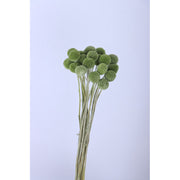 Preserved Billy Buttons | DreamGarden SG