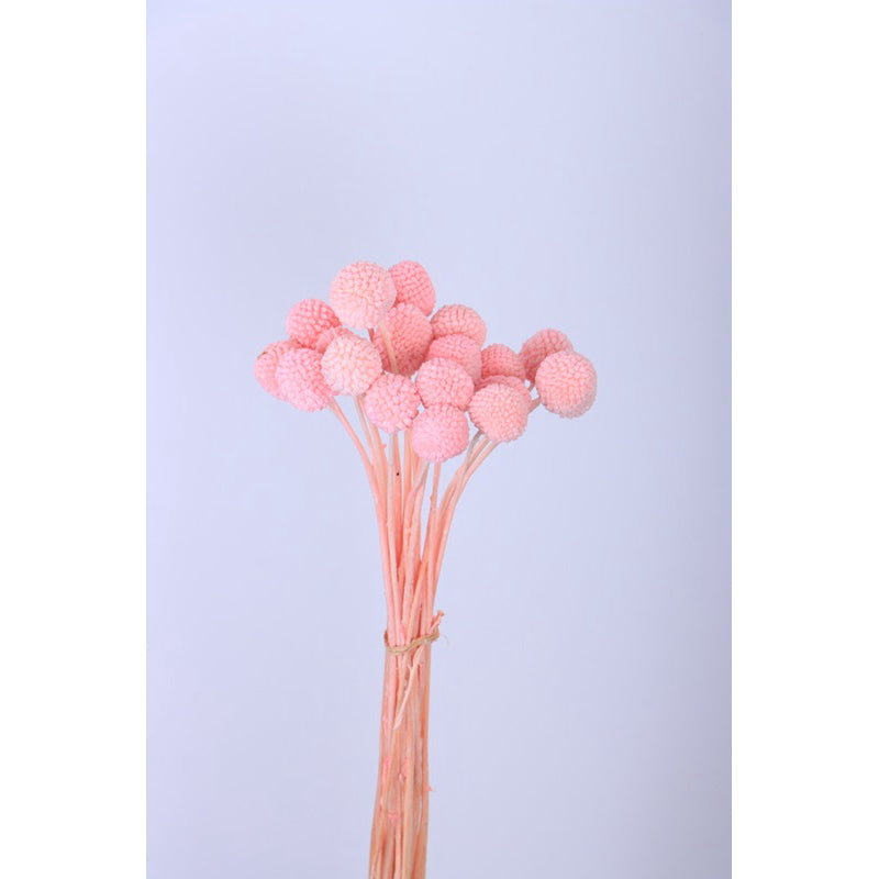 🇸🇬[SG Stock]Preserved Flowers Dried Flowers Preserved Billy Buttons Singapore Local Florist/Home Decoration/DIY/Wedding