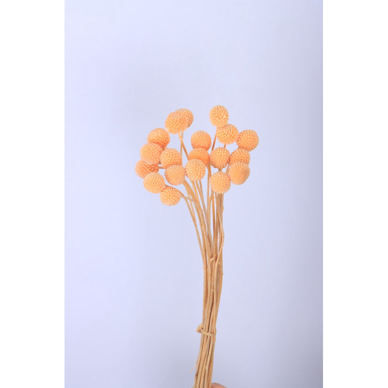 🇸🇬[SG Stock]Preserved Flowers Dried Flowers Preserved Billy Buttons Singapore Local Florist/Home Decoration/DIY/Wedding