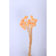 Preserved Billy Buttons | DreamGarden SG