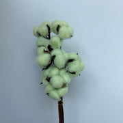 Cotton Flowers