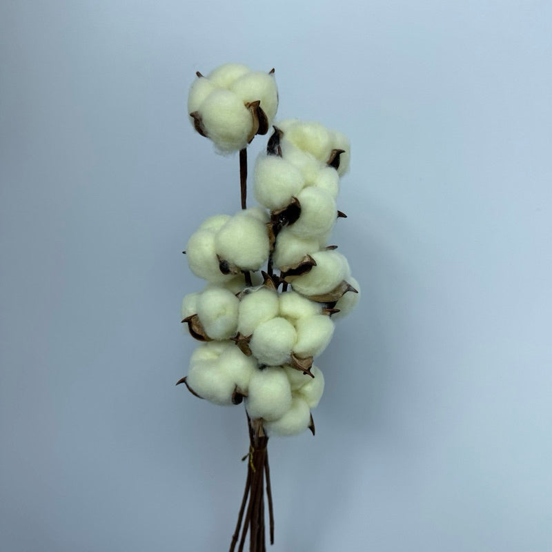 Cotton Flowers