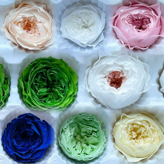 Grade A Preserved Austin Roses | DreamGarden SG