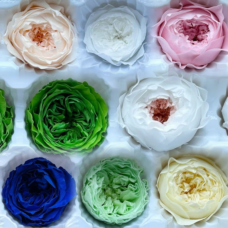🇸🇬[SG Stock][Dream Garden]Grade A Preserved Austin Roses Preserved Flowers Dried Flowers Home Decoration/DIY/Wedding