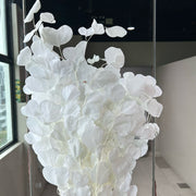Preserved Leaves Preserved Eucalyptus 3 | DreamGarden SG