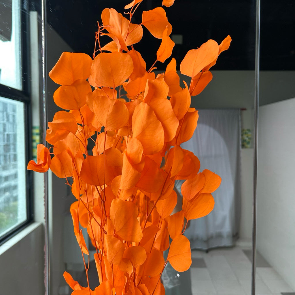 Preserved Leaves Preserved Eucalyptus 3 | DreamGarden SG