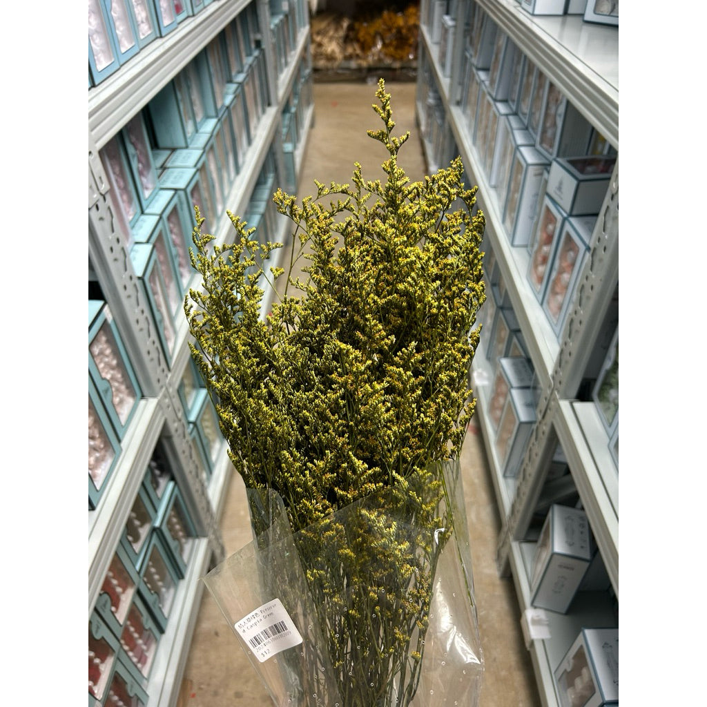 Preserved Caspia | DreamGarden SG