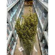 Preserved Caspia | DreamGarden SG
