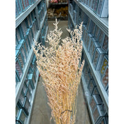 Preserved Caspia | DreamGarden SG