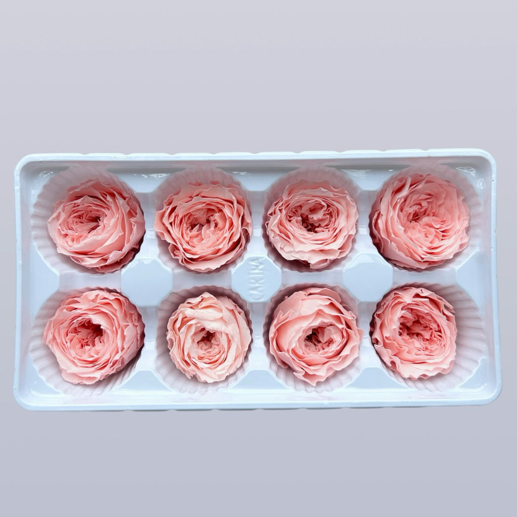 🇸🇬[SG Stock][Dream Garden]Grade A Preserved Austin Roses Preserved Flowers Dried Flowers Home Decoration/DIY/Wedding