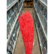 Preserved Caspia | DreamGarden SG