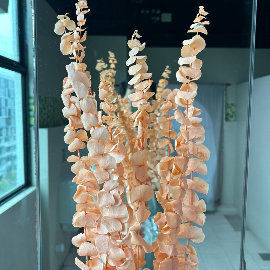 Preserved Leaves Preserved Eucalyptus 3 | DreamGarden SG
