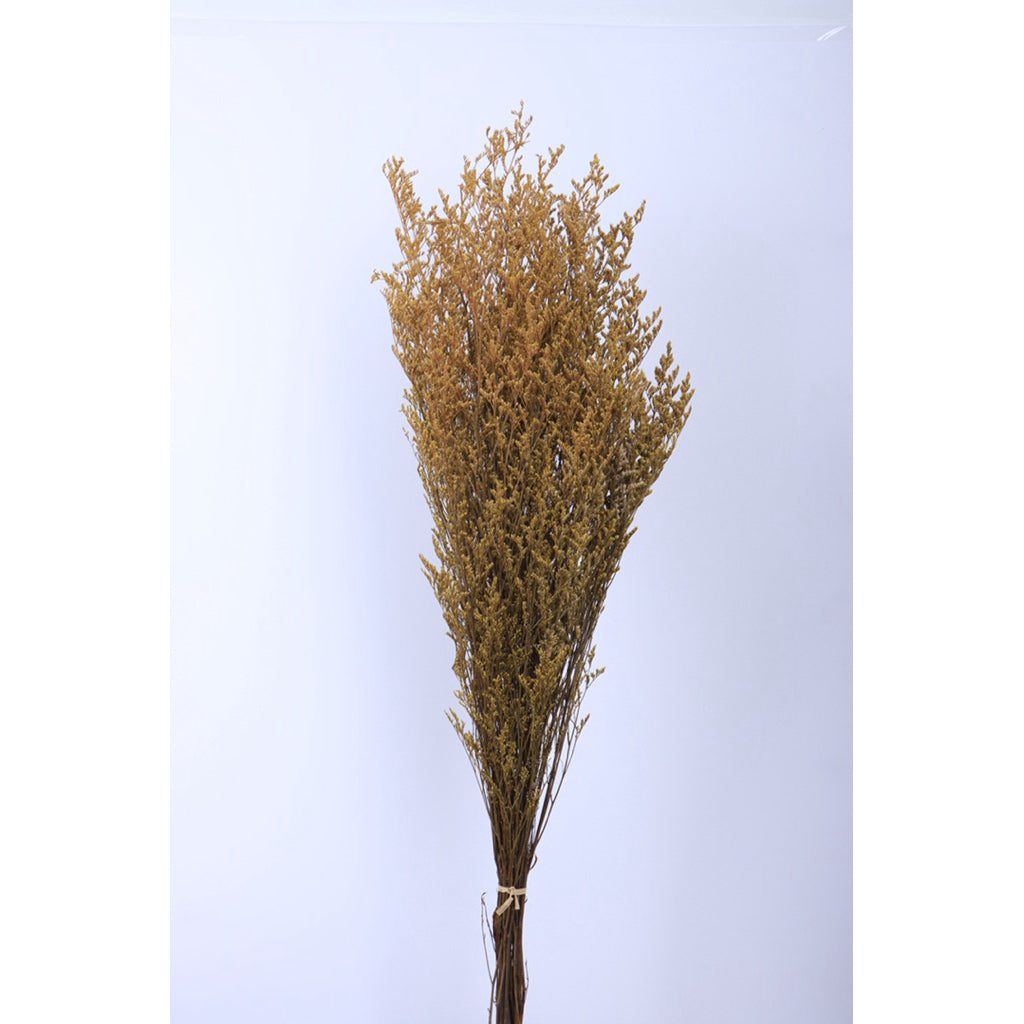 🇸🇬[SG Stock]Preserved Flowers Dried Flowers Preserved Caspia  Singapore Local Wholesalers Home Decoration/DIY/Wedding