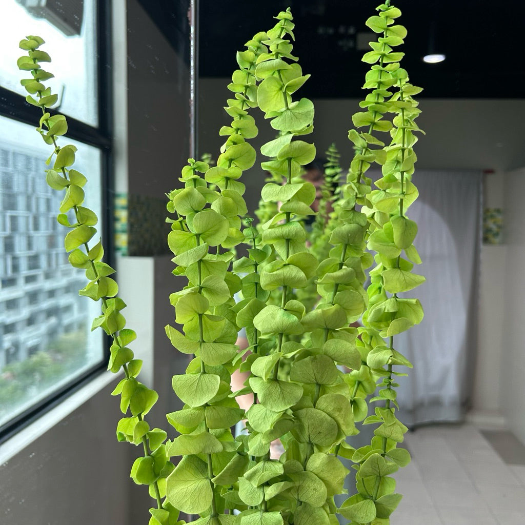 Preserved Leaves Preserved Eucalyptus 3 | DreamGarden SG