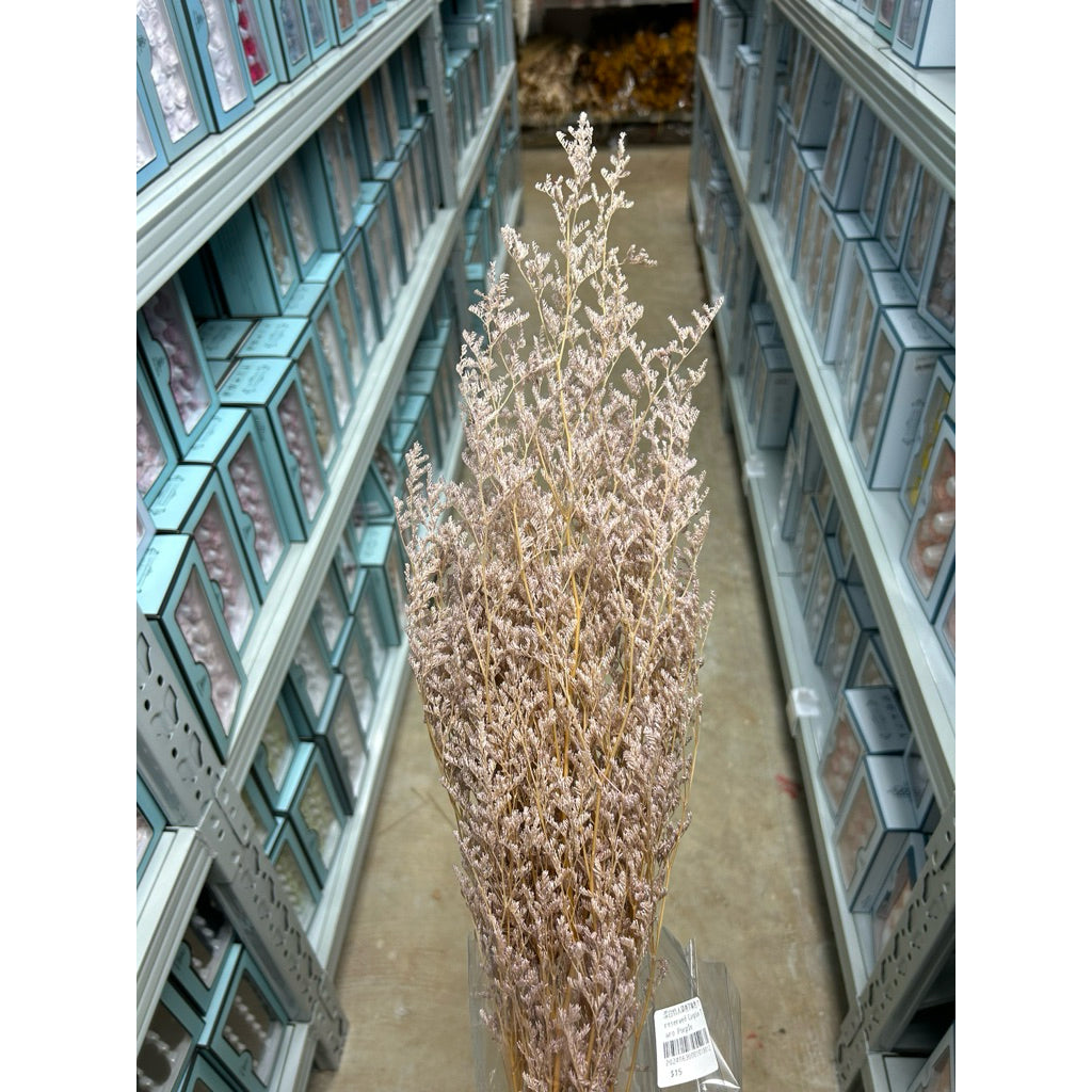 Preserved Caspia | DreamGarden SG