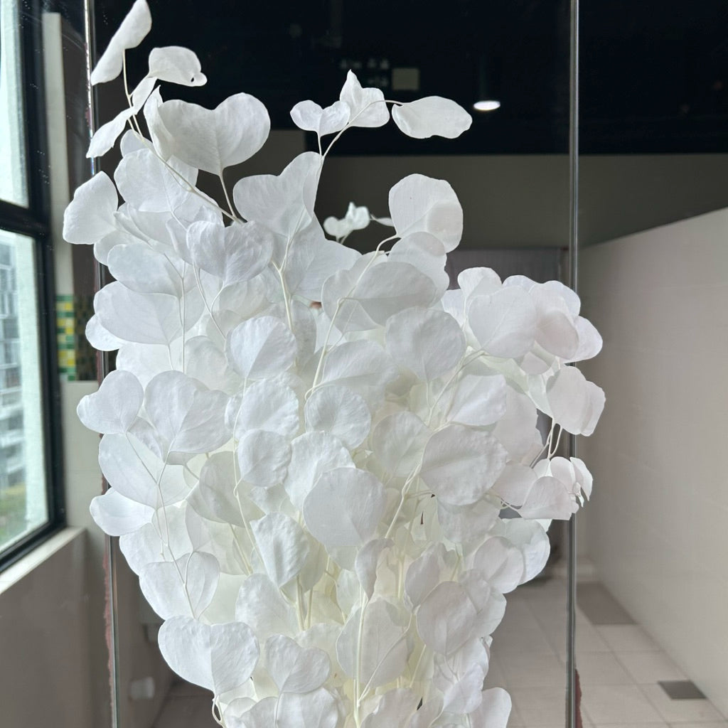 🇸🇬[SG Stock]Singapore Local Wholesaler Dream Garden Preserved Flowers Dried Flower Preserved Leaves Preserved Eucalyptus