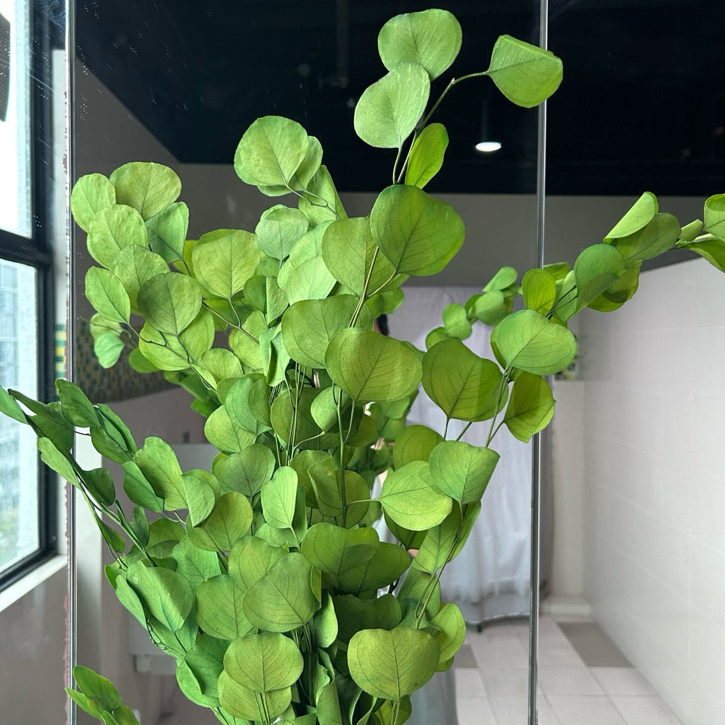 Preserved Leaves Preserved Eucalyptus 3 | DreamGarden SG