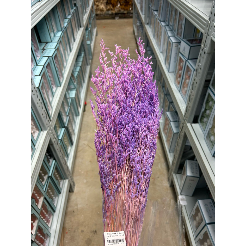 Preserved Caspia | DreamGarden SG