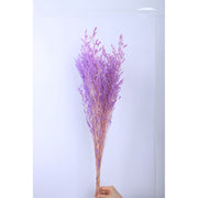 Preserved Caspia | DreamGarden SG