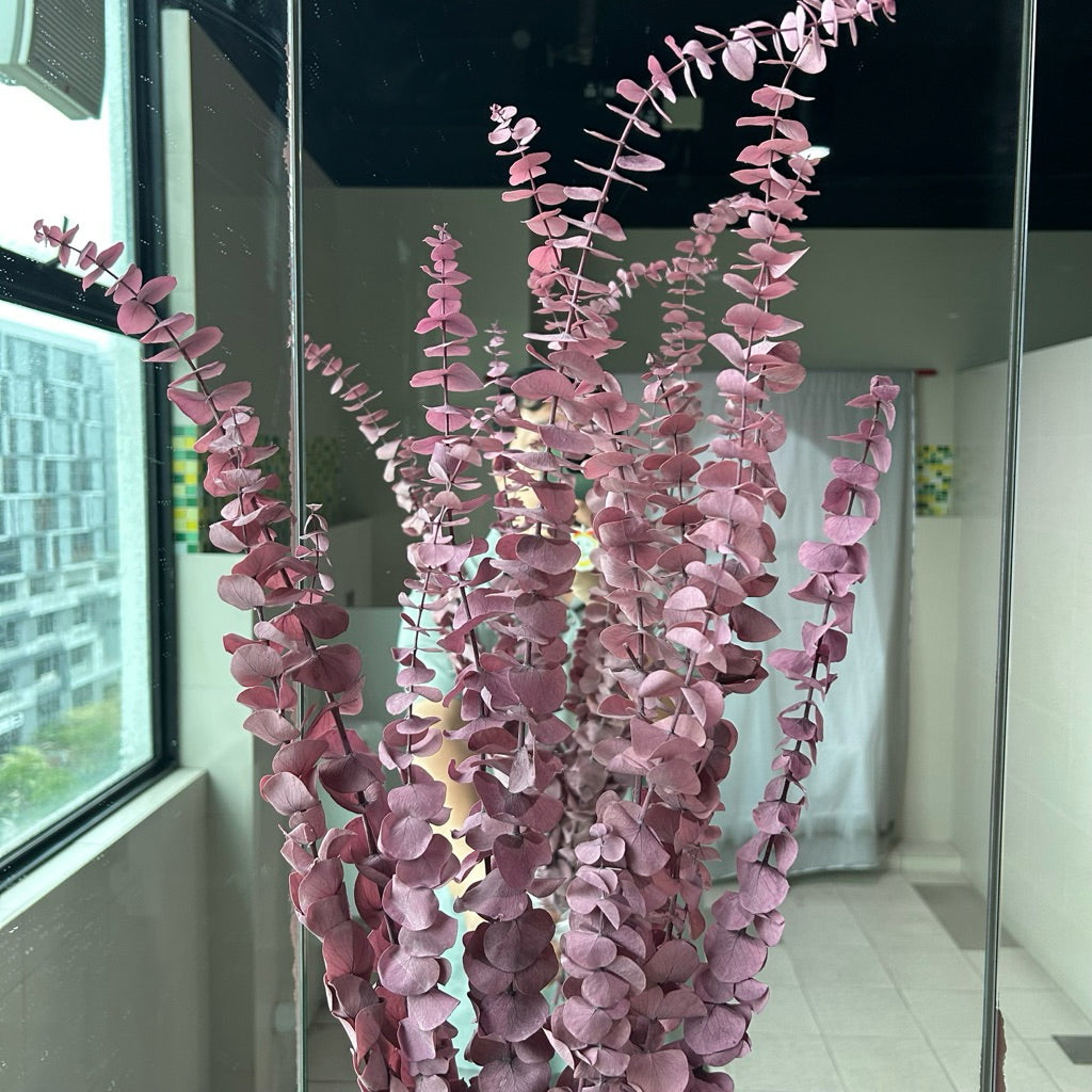 Preserved Leaves Preserved Eucalyptus 3 | DreamGarden SG