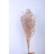 Preserved Caspia | DreamGarden SG