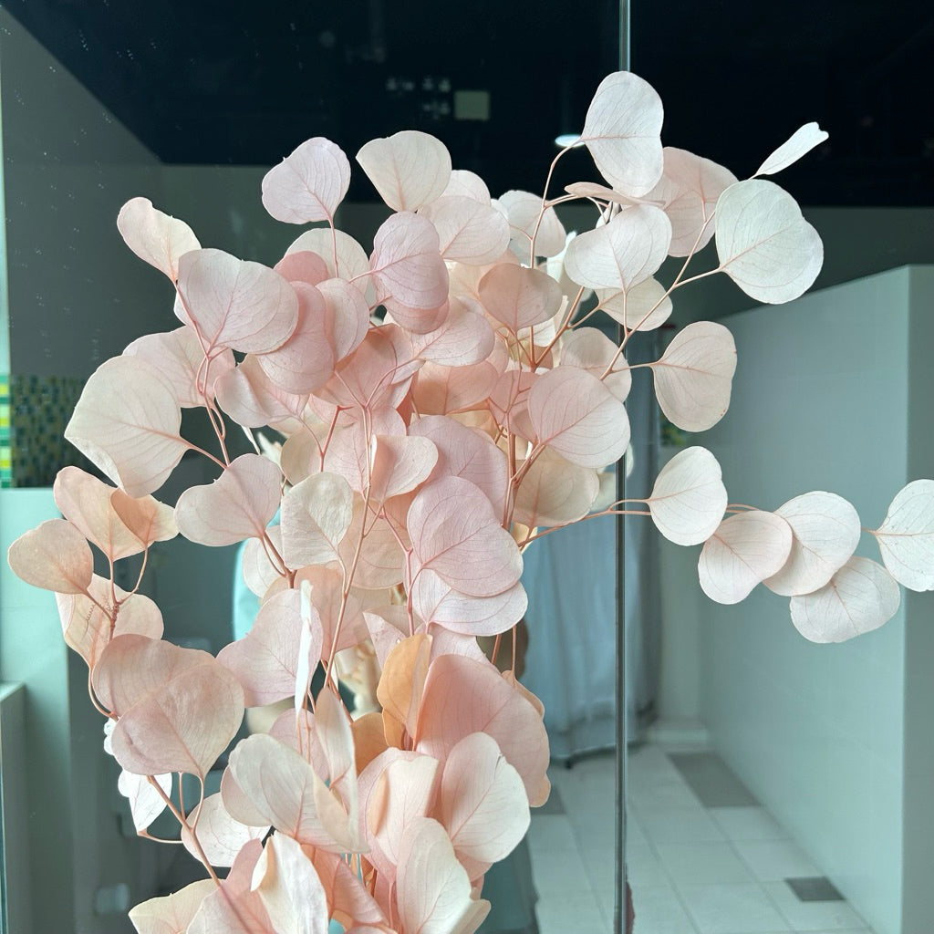 Preserved Leaves Preserved Eucalyptus 3 | DreamGarden SG