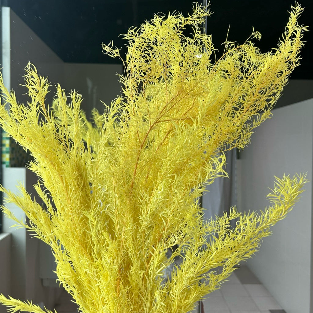 🇸🇬[SG Stock] SG Local Largest Wholesaler Preserved Melaleuca Bundle bracteata Suitable For Decoration/Wedding/DIY/Dome