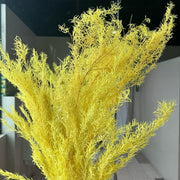 Preserved Melaleuca Bundle bracteata | DreamGarden SG