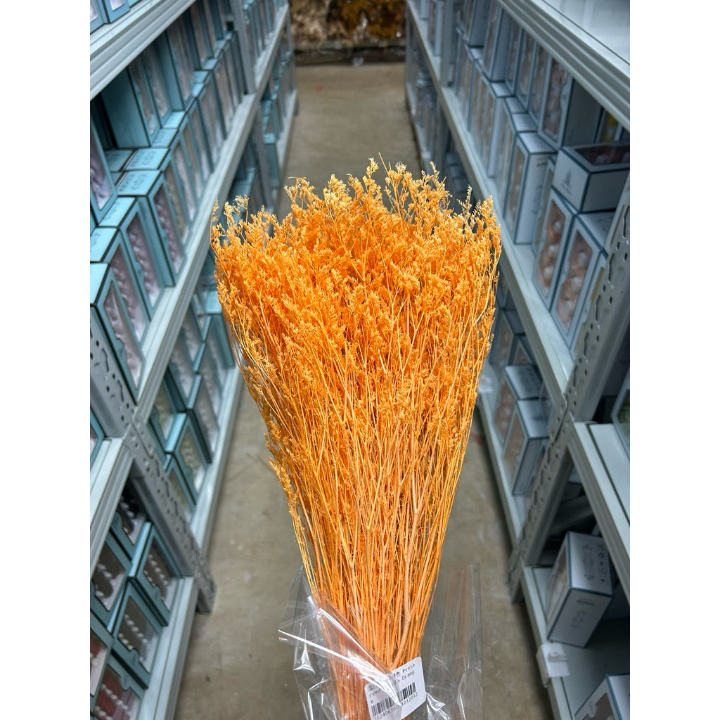 Preserved Caspia | DreamGarden SG