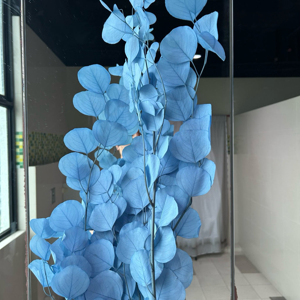 Preserved Leaves Preserved Eucalyptus 3 | DreamGarden SG