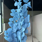 Preserved Leaves Preserved Eucalyptus 3 | DreamGarden SG