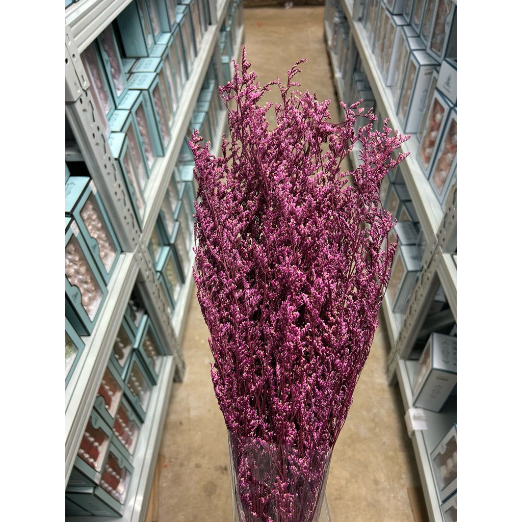 Preserved Caspia | DreamGarden SG