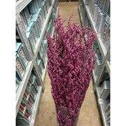 Preserved Caspia | DreamGarden SG
