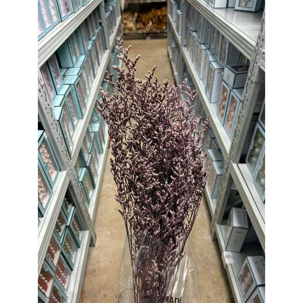 Preserved Caspia | DreamGarden SG
