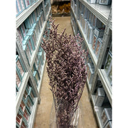 Preserved Caspia | DreamGarden SG
