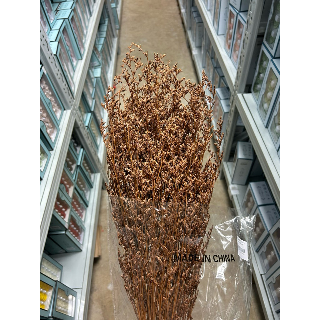 Preserved Caspia | DreamGarden SG