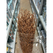 Preserved Caspia | DreamGarden SG