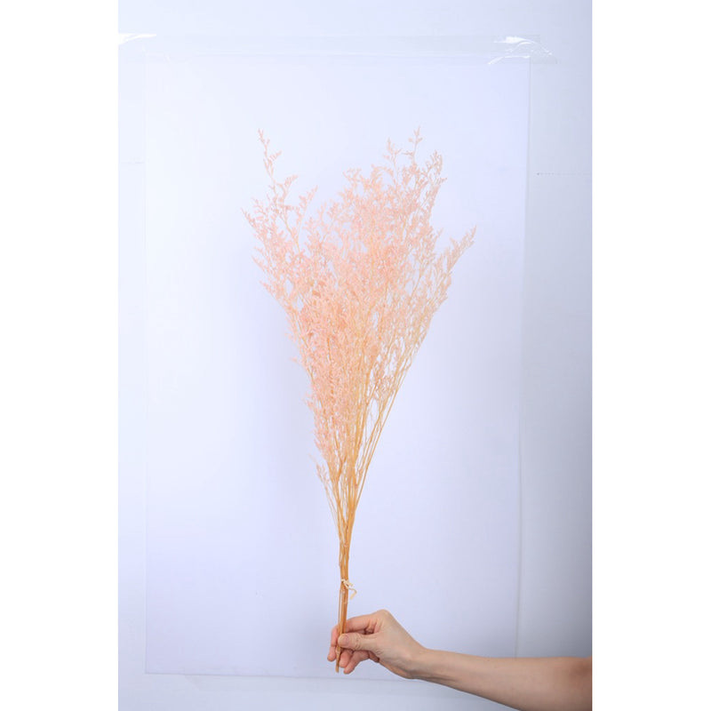 🇸🇬[SG Stock]Preserved Flowers Dried Flowers Preserved Caspia  Singapore Local Wholesalers Home Decoration/DIY/Wedding