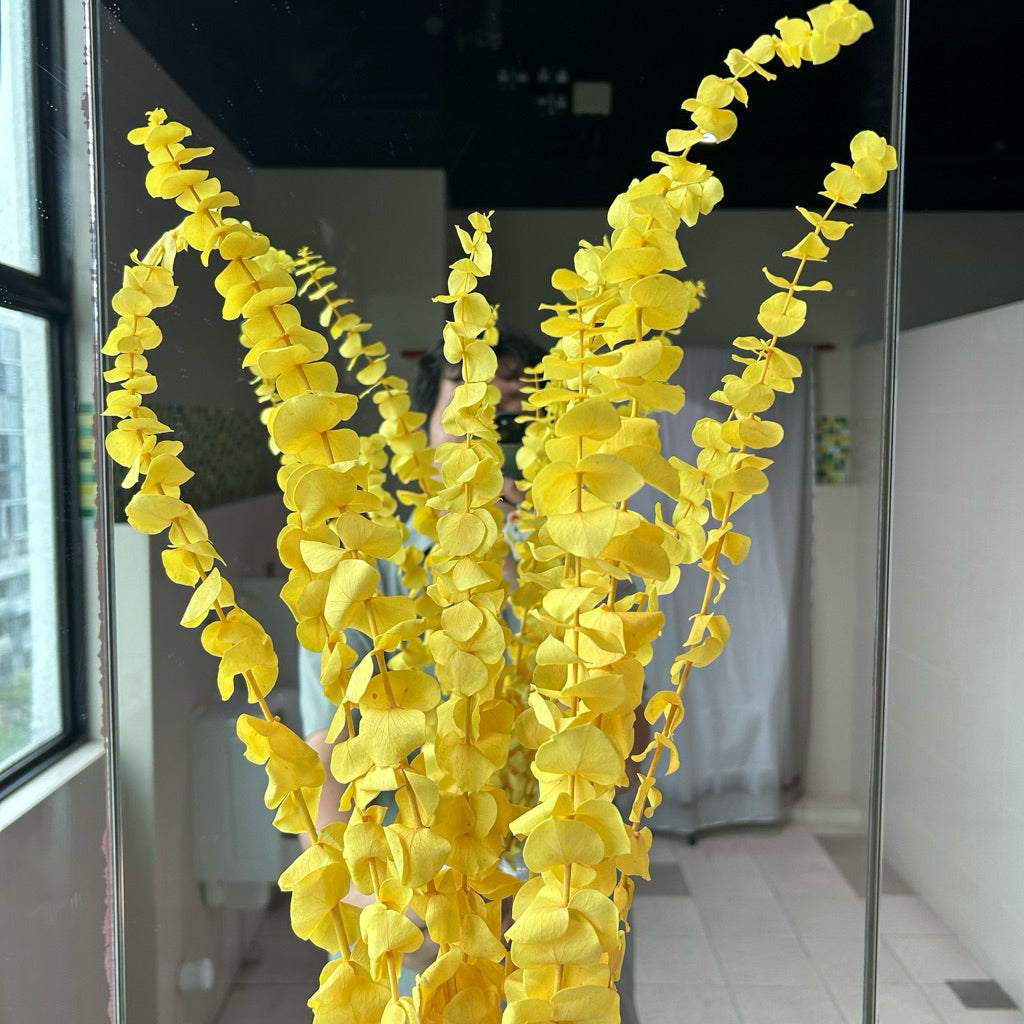 Preserved Leaves Preserved Eucalyptus 3 | DreamGarden SG