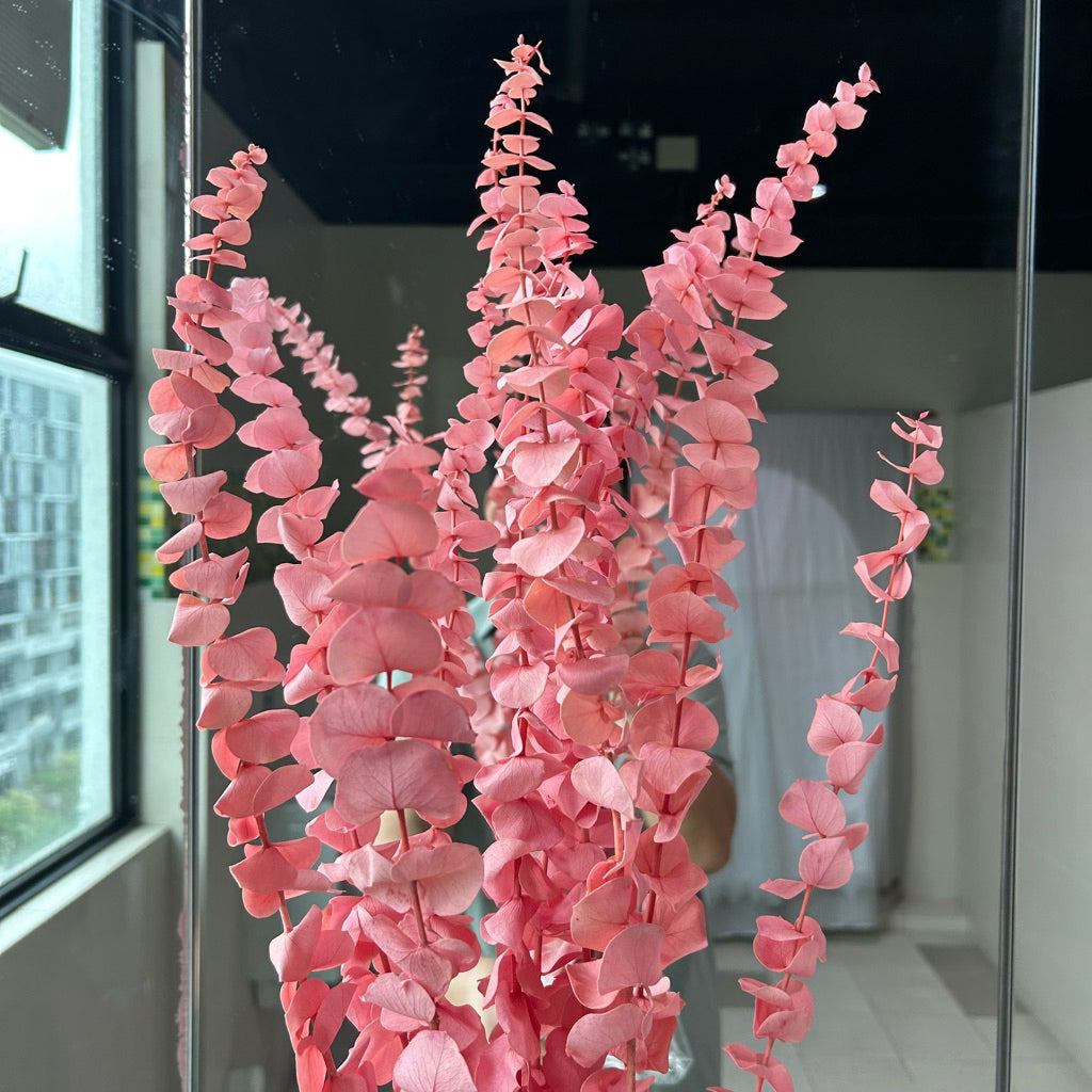 Preserved Leaves Preserved Eucalyptus 3 | DreamGarden SG