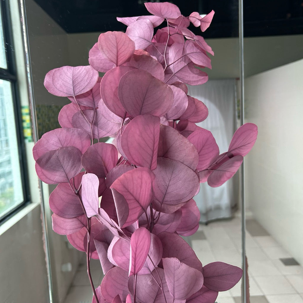 Preserved Leaves Preserved Eucalyptus 3 | DreamGarden SG