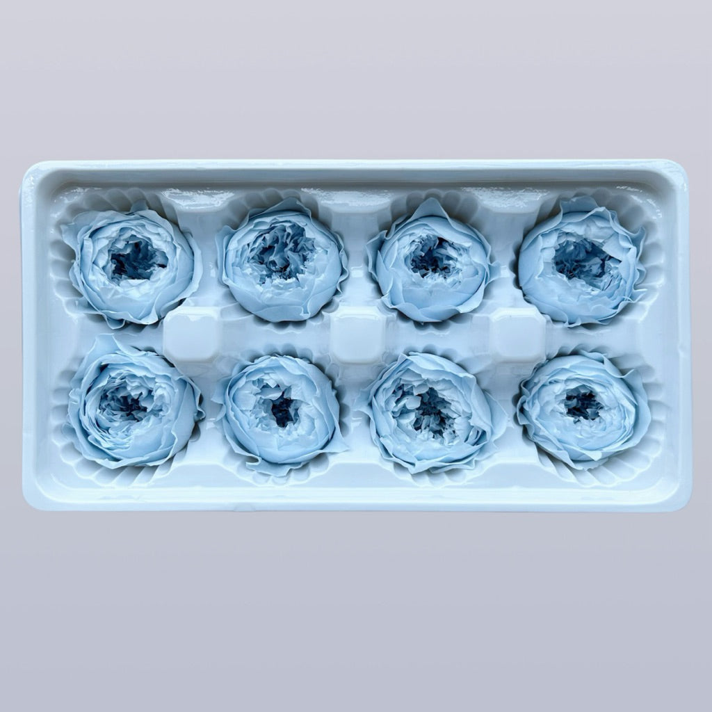 🇸🇬[SG Stock][Dream Garden]Grade A Preserved Austin Roses Preserved Flowers Dried Flowers Home Decoration/DIY/Wedding