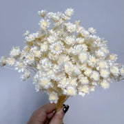 Brazilian mini daisy small fresh dry bouquet with flower | DreamGarden SG