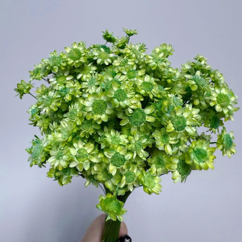 Brazilian mini daisy small fresh dry bouquet with flower arrangement decorative desktop decoration small star flower