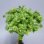 Brazilian mini daisy small fresh dry bouquet with flower | DreamGarden SG